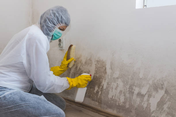 Best Basement Mold Removal  in Wahneta, FL
