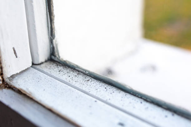 Best Post-Construction Mold Inspection  in Wahneta, FL