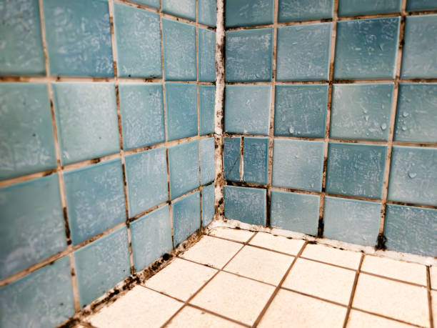 Best Mold Remediation for Healthcare Facilities  in Wahneta, FL