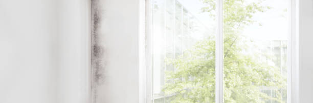  Wahneta, FL Mold Removal Pros