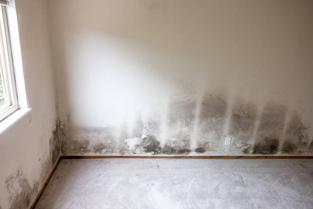 Best Mold Prevention Services  in Wahneta, FL