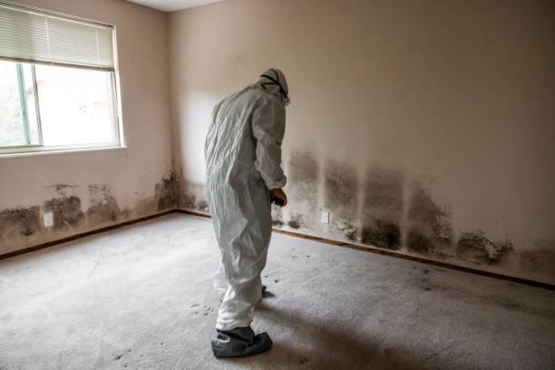 Professional Mold Removal in Wahneta, FL