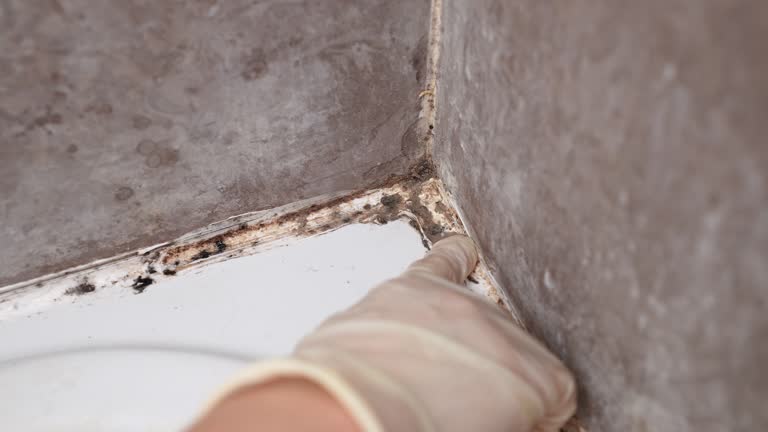 Dehumidification Services in Wahneta, FL